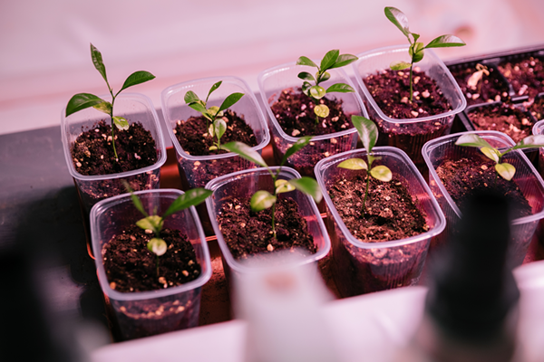 University scientists have discovered a way to extract lithium from oil and gas fields using plants